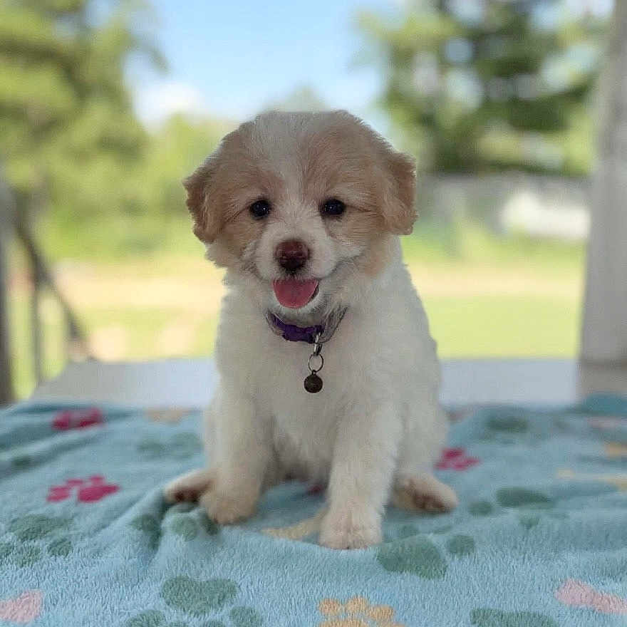 Mochi Aguilar