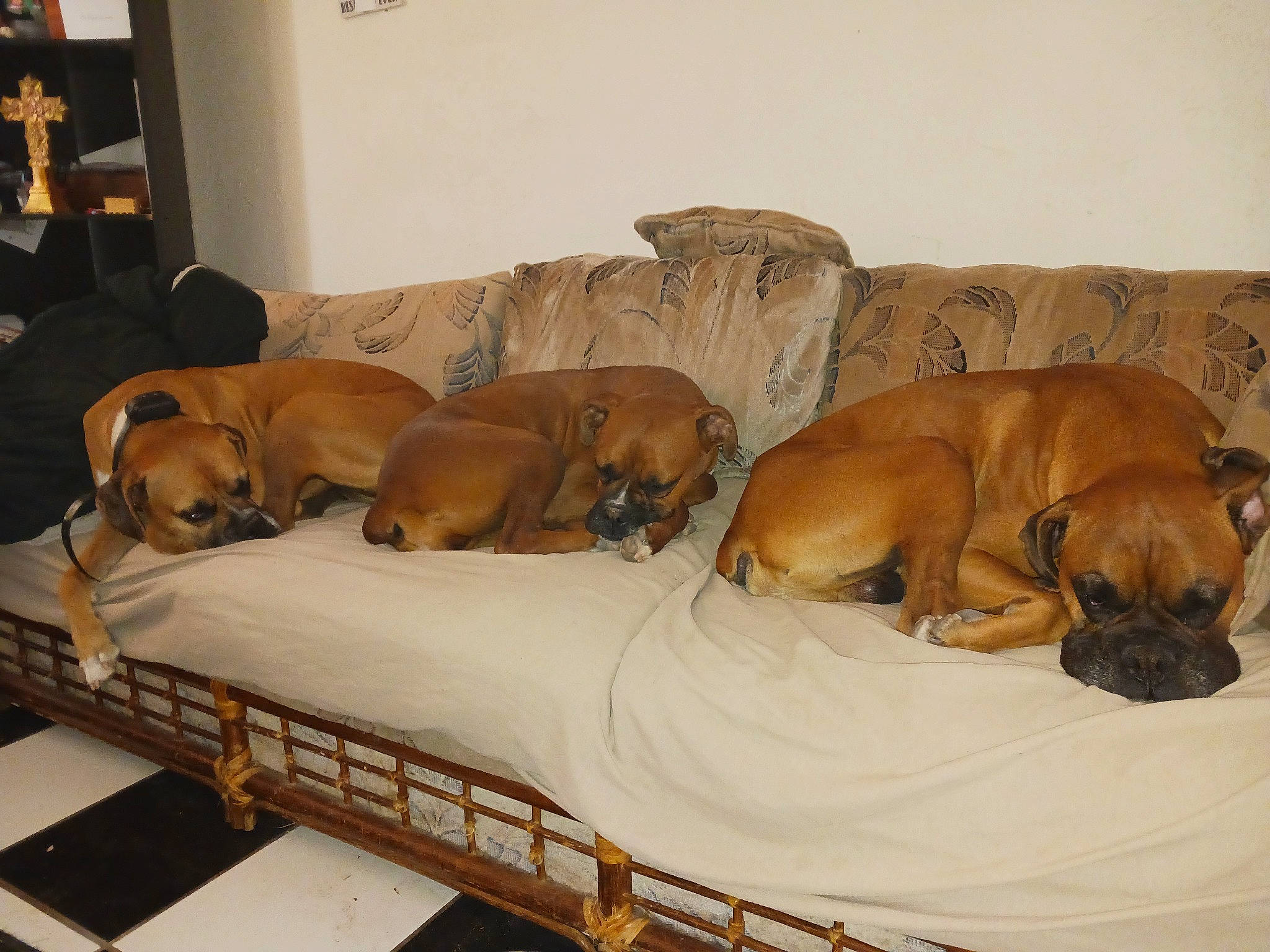 Zoey Girl joined the competition — help win amazing prizes! canidae, carnivore, comfort, companion_dog, dog, dog_breed, dog_supply, fawn, hardwood, liver, non_sporting_group, snout, sporting_group, terrestrial_animal, working_animal