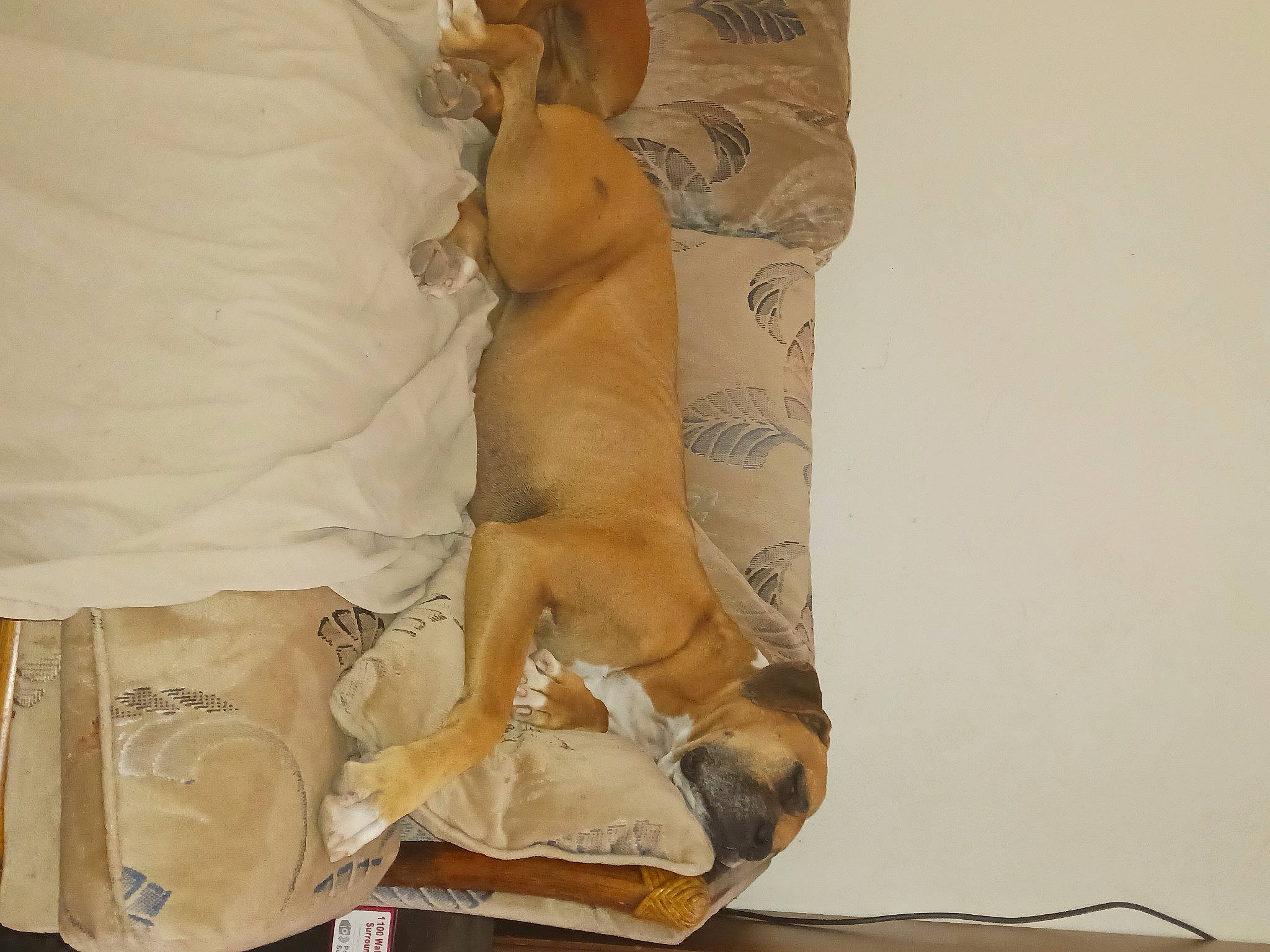 Zoey Girl is registered to the contest to win money with this photo: canidae, carnivore, comfort, companion_dog, dog, dog_breed, dog_supply, fawn, linens, non_sporting_group, pet_supply, room, sporting_group, wood, working_animal