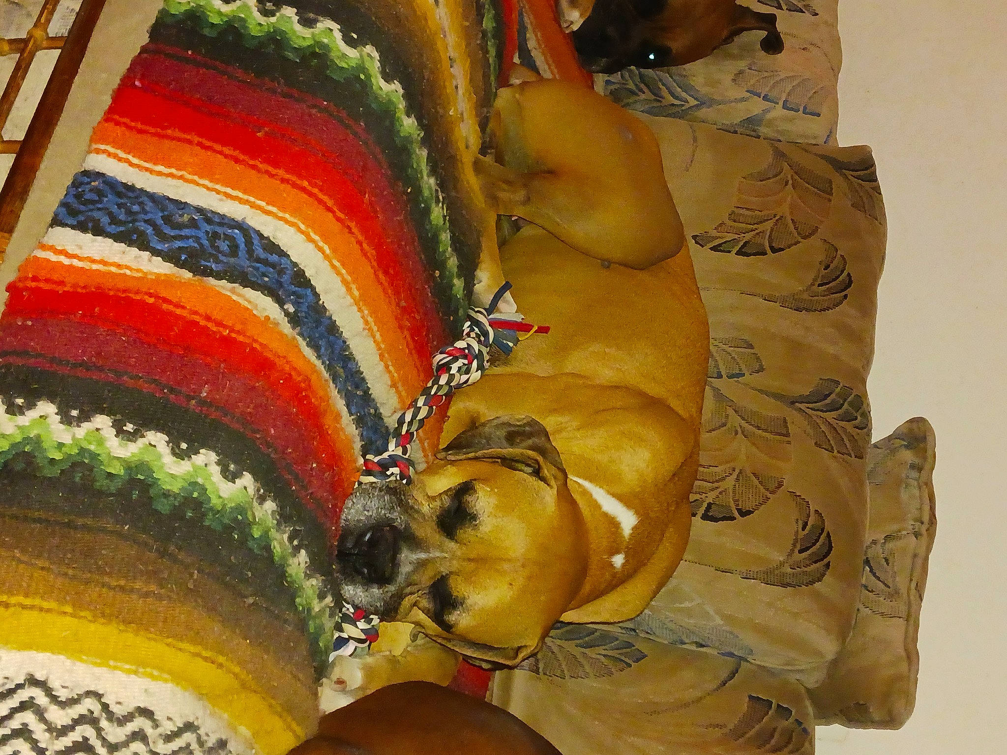 Zoey Girl joined the competition — help win amazing prizes! art, carnivore, carving, chainsaw_carving, dog, landscape, mythology, recreation, sculpture, visual_arts, wood