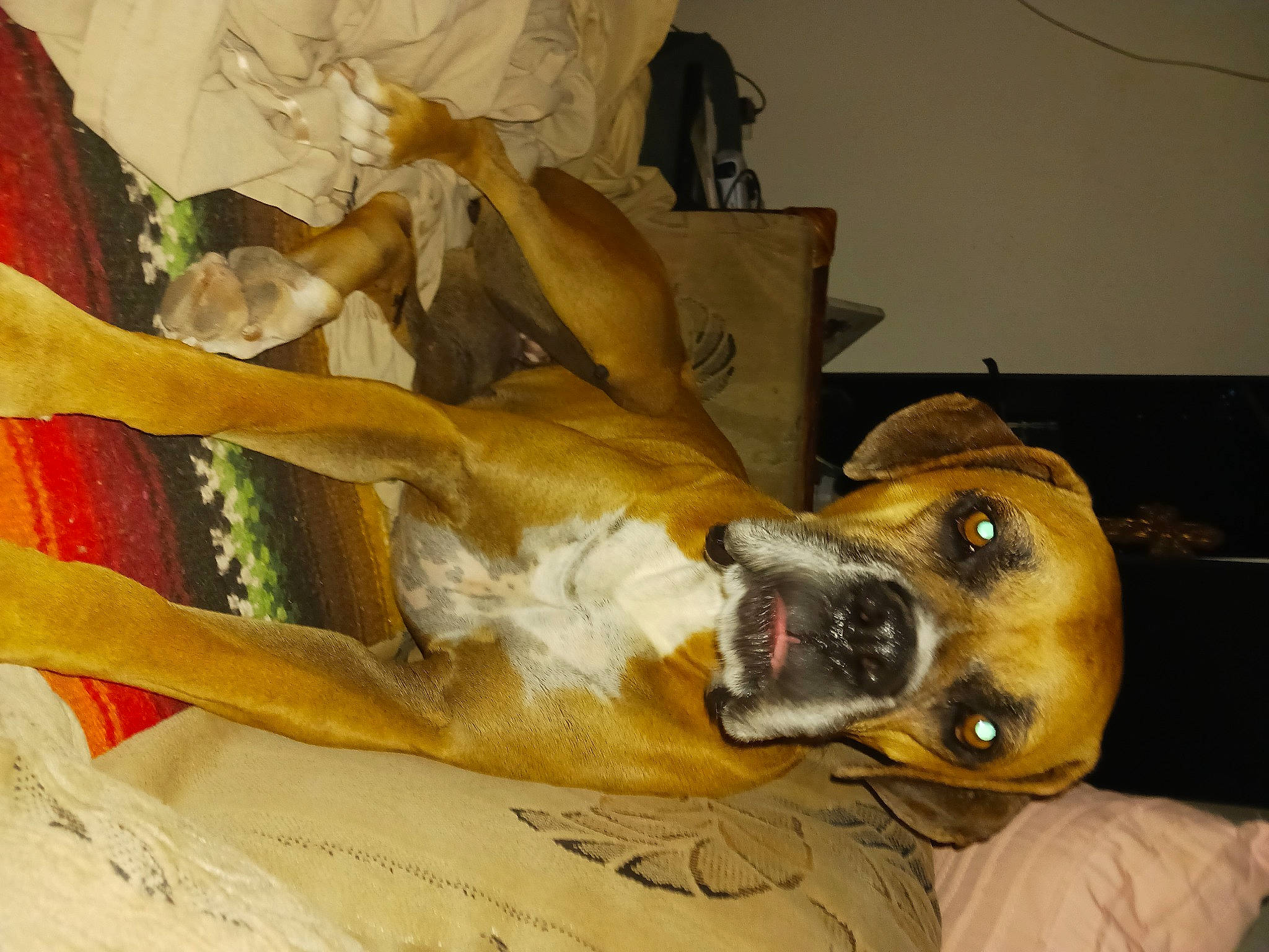 Zoey Girl joined the competition — help win amazing prizes! bed, canidae, carnivore, comfort, companion_dog, couch, dog, dog_breed, dog_supply, fawn, guard_dog, hound, linens, non_sporting_group, sighthound, snout, sporting_group, whiskers, working_animal, working_dog