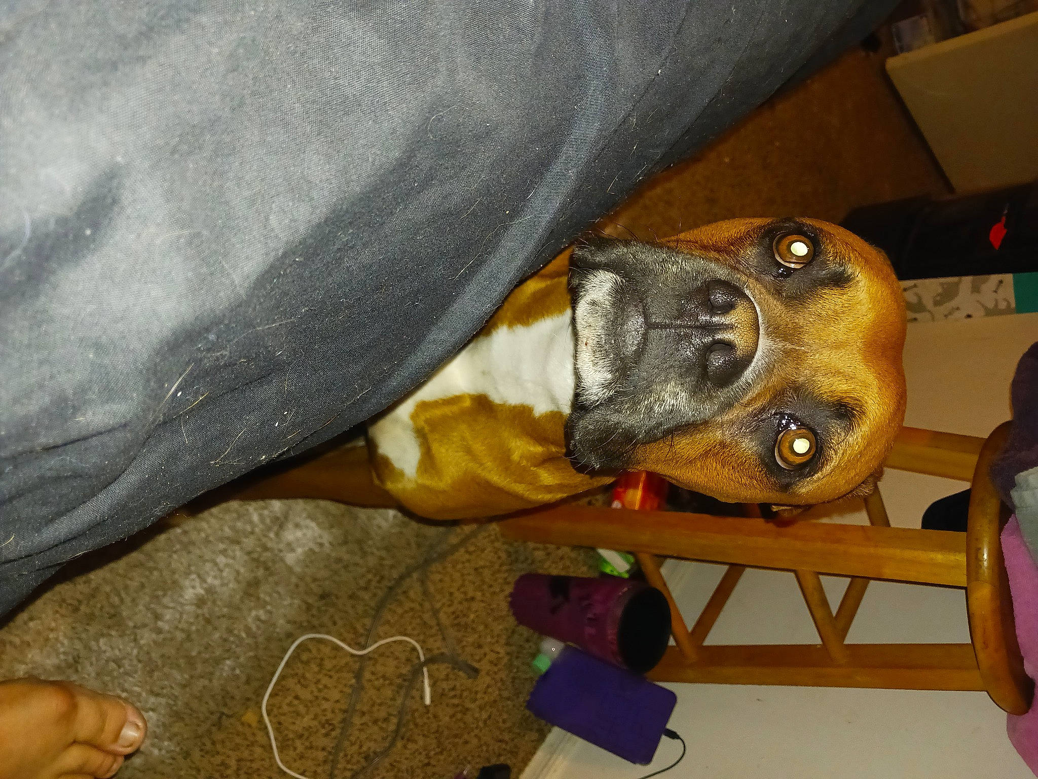 Hurricane Myra joined the competition — help win amazing prizes! carnivore, comfort, companion_dog, dog, dog_breed, personal_protective_equipment, sporting_group, wood, working_animal