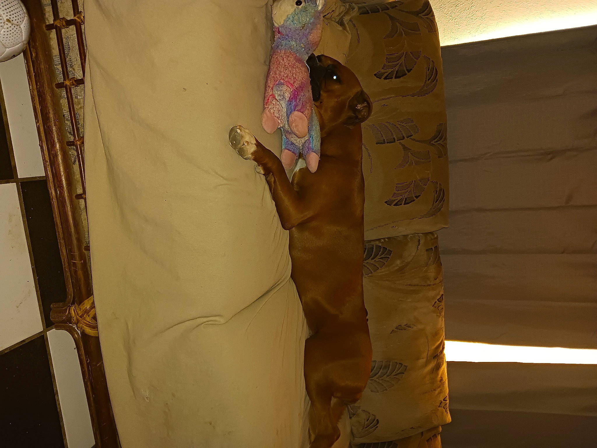 Hurricane Myra joined the competition — help win amazing prizes! ceiling, elbow, fashion_design, flooring, hardwood, human_leg, linens, pattern, peach, plaster, room, sleeve, textile, thigh, tints_and_shades, trunk, visual_arts, waist, window_treatment, wood