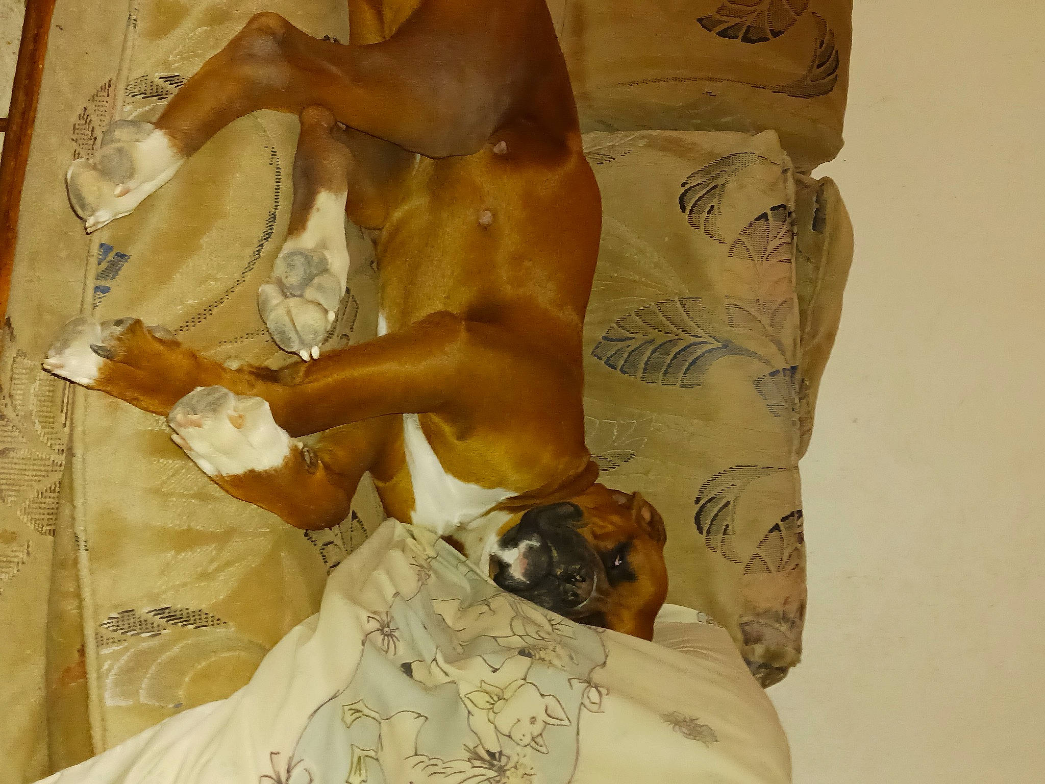 Hurricane Myra is registered to the contest to win money with this photo: abdomen, arm, art, barechested, barefoot, chest, comfort, companion_dog, dog, fawn, human_body, human_leg, knee, leg, linens, navel, room, thigh, trunk, visual_arts