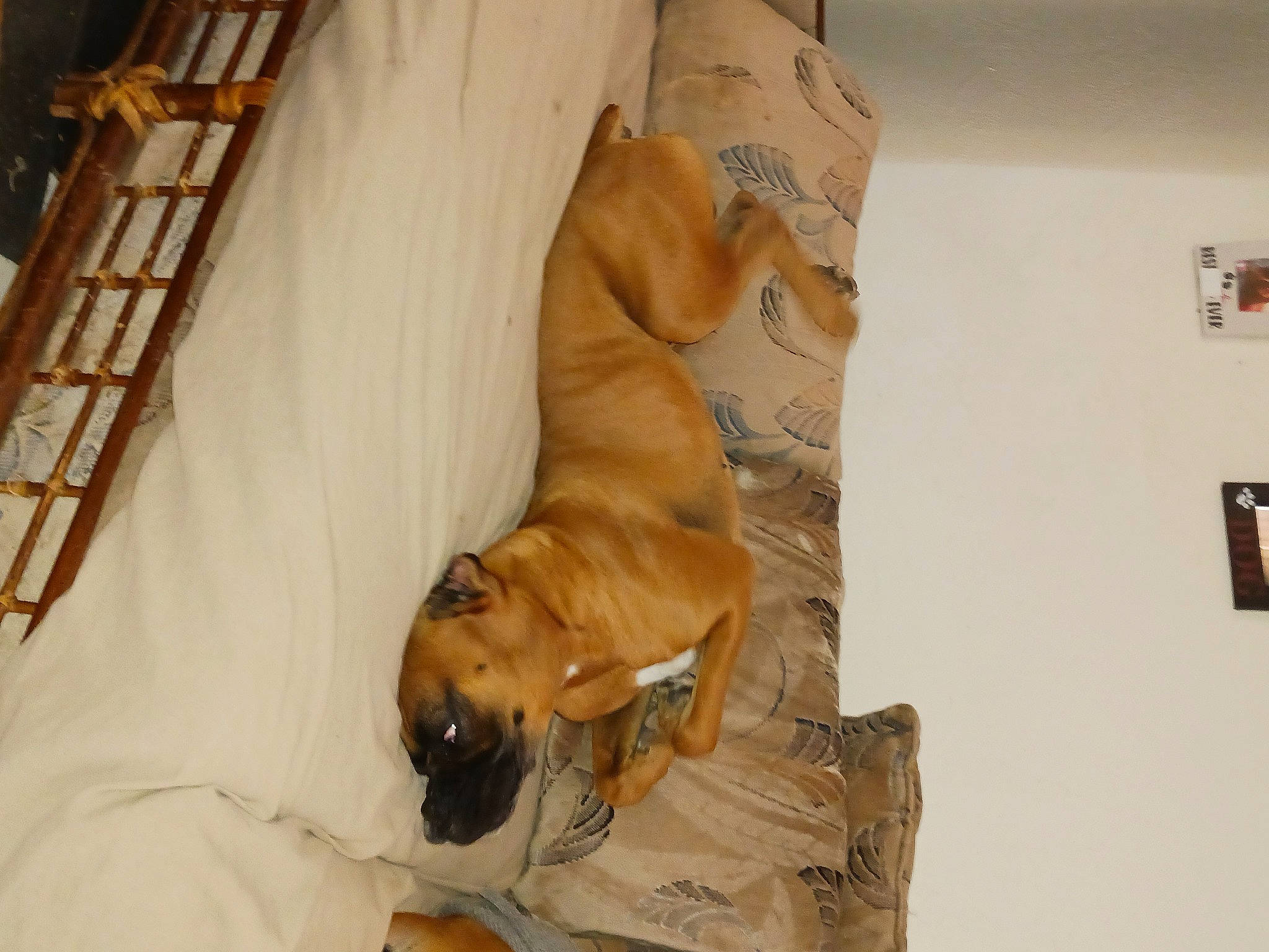 Hercules is registered to the contest to win money with this photo: art, canidae, carnivore, comfort, companion_dog, dog, dog_breed, dog_collar, dog_supply, fawn, flooring, guard_dog, hardwood, ladder, non_sporting_group, pet_supply, picture_frame, sporting_group, wood, working_animal