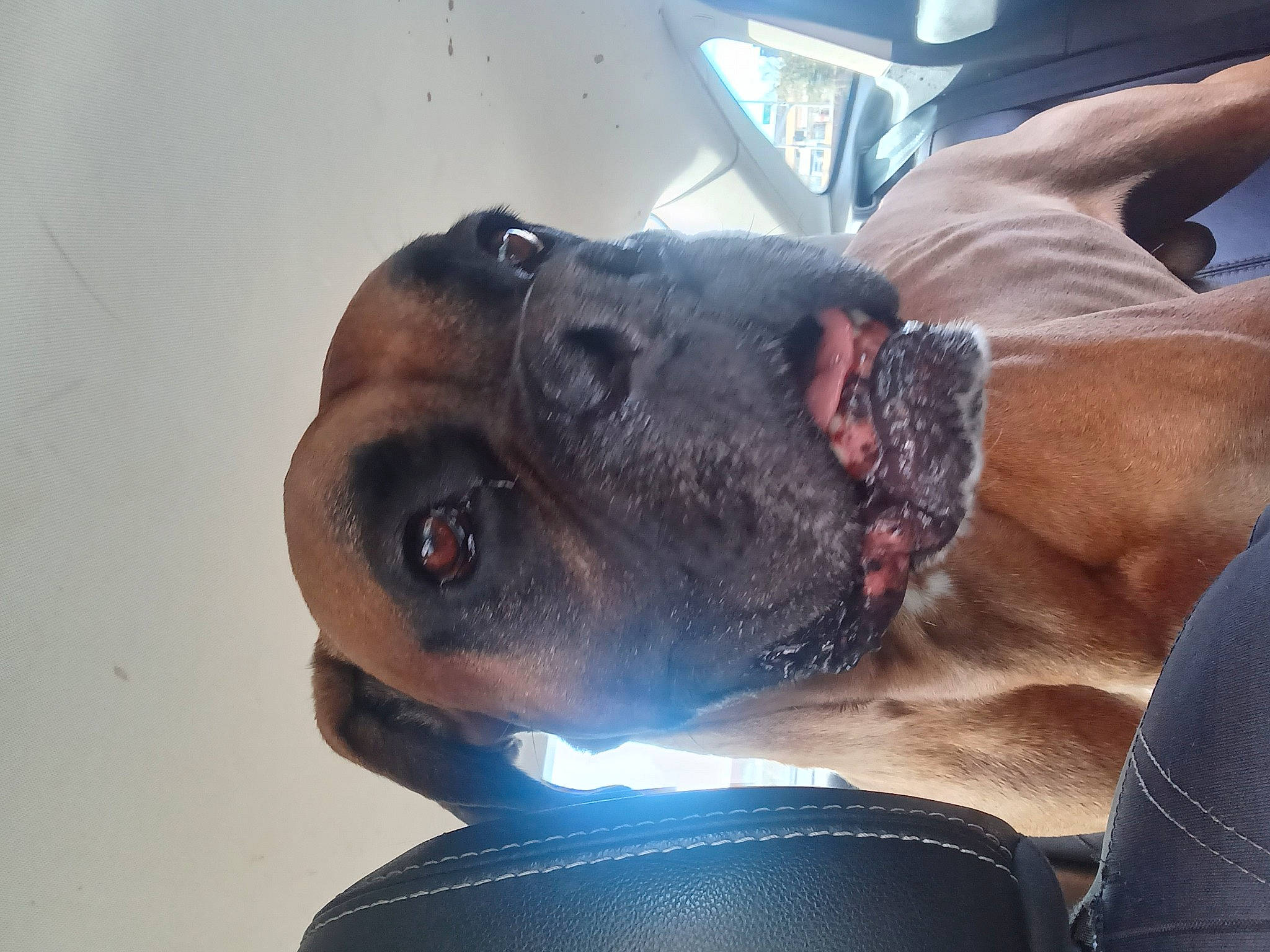 Hercules is registered to the contest to win money with this photo: canidae, carnivore, collar, companion_dog, dog, dog_breed, dog_collar, ear, electric_blue, fawn, guard_dog, hat, jaw, liver, pet_supply, snout, sporting_group, whiskers, working_animal, wrinkle