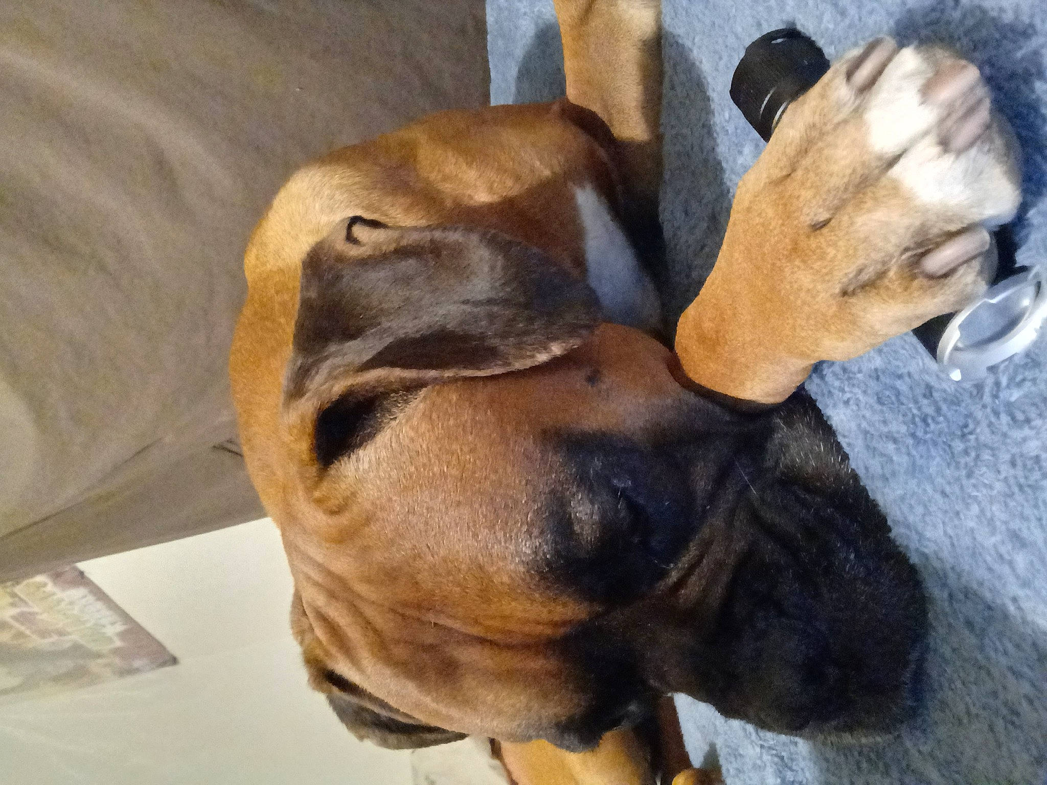 Hercules joined the competition — help win amazing prizes! carnivore, collar, comfort, companion_dog, dog, dog_breed, ear, fawn, foot, fur, gesture, guard_dog, liver, paw, pet_supply, sporting_group, terrestrial_animal, whiskers, working_animal, working_dog