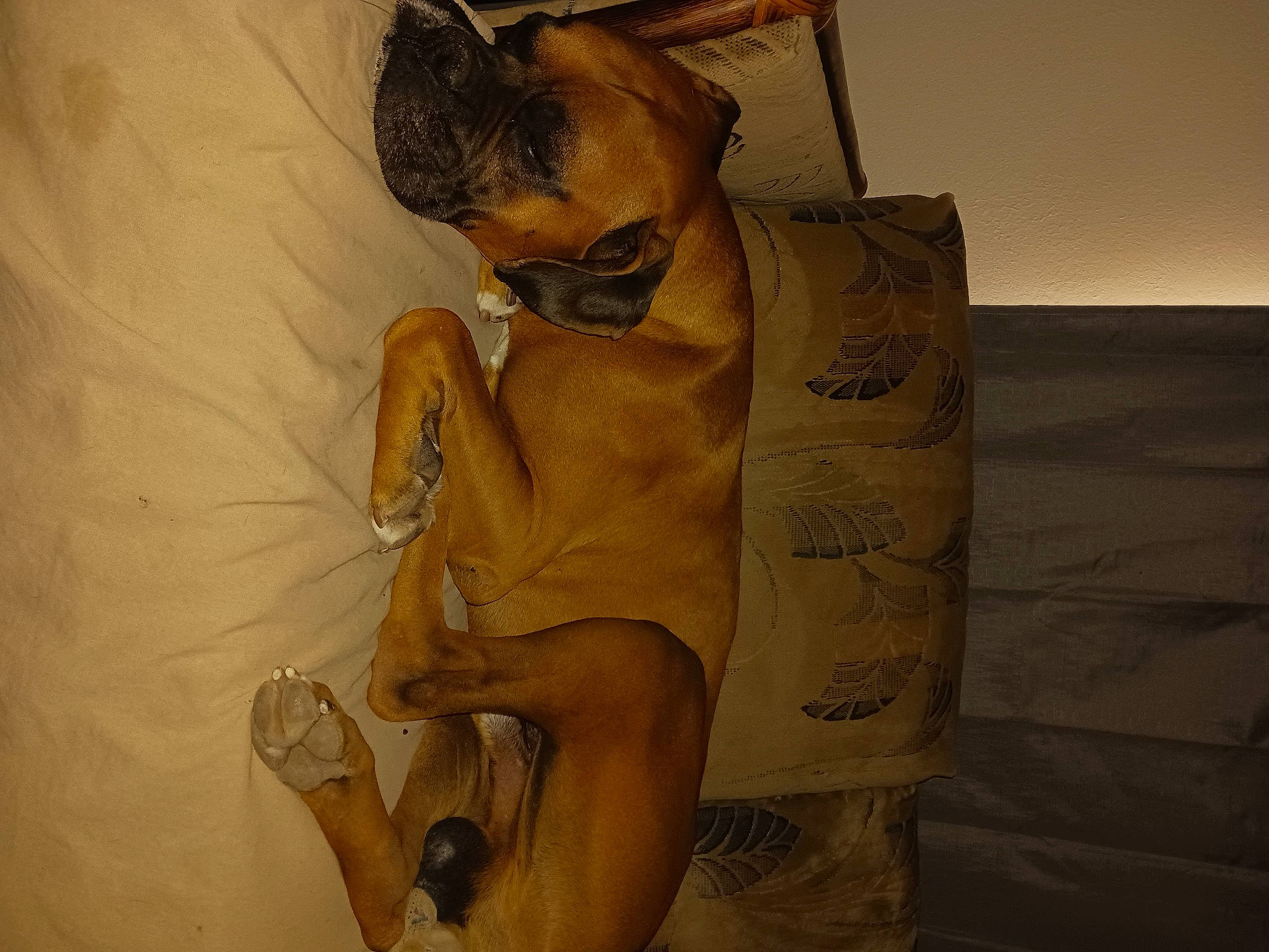 Hercules joined the competition — help win amazing prizes! art, artifact, bag, carving, companion_dog, dog, dog_breed, fawn, felidae, font, fur, linens, paper_bag, paper_product, still_life_photography, toy_dog, visual_arts, whiskers, wood, working_animal