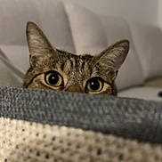 Twix a rejoint le concours — aidez-le/la à gagner de superbes lots ! animal, blanket, brown, cat, closeup, couch, cozy, curious, ears, eyes, feline, home, indoor, peeking, pet, relaxed, soft, striped, tabby, texture