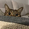 cat, tabby, peeking, eyes, ears, couch, blanket, cozy, indoor, curious, feline, pet, animal, texture, soft, home, closeup, brown, striped, relaxed