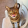 Twix a rejoint le concours — aidez-le/la à gagner de superbes lots ! cat, tabby, plastic_chair, tongue_out, pet, animal, feline, curious, cute, indoor, floor, wall, playful, whiskers, ears, yellow_eyes, striped_fur, looking_up, standing, domestic_cat