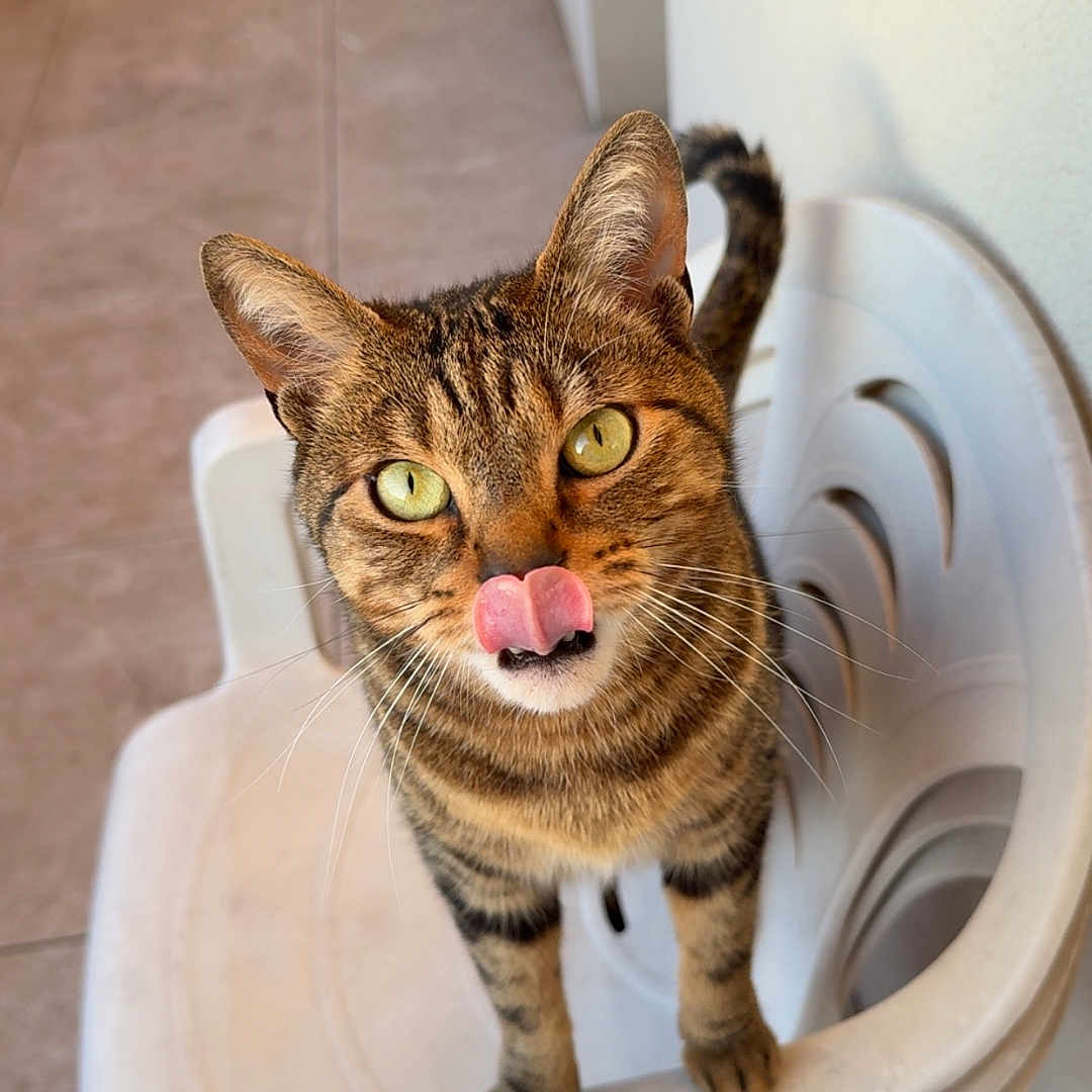 Twix a rejoint le concours — aidez-le/la à gagner de superbes lots ! cat, tabby, plastic_chair, tongue_out, pet, animal, feline, curious, cute, indoor, floor, wall, playful, whiskers, ears, yellow_eyes, striped_fur, looking_up, standing, domestic_cat