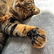 Twix a rejoint le concours — aidez-le/la à gagner de superbes lots ! cat, tabby, paw, claws, fur, sleepy, relaxed, closeup, pet, animal, whiskers, nose, ear, soft, blanket, indoor, sunlight, resting, cute, feline