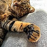 cat, tabby, paw, claws, fur, sleepy, relaxed, closeup, pet, animal, whiskers, nose, ear, soft, blanket, indoor, sunlight, resting, cute, feline