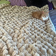 Boots joined the competition — help win amazing prizes! cat, ginger_cat, white_chest, animal, pet, feline, sitting, bed, blanket, fluffy_blanket, bedroom, cushions, pillows, cozy, indoors, home, portrait, alert, green_eyes, relaxed