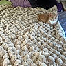 cat, ginger_cat, white_chest, animal, pet, feline, sitting, bed, blanket, fluffy_blanket, bedroom, cushions, pillows, cozy, indoors, home, portrait, alert, green_eyes, relaxed