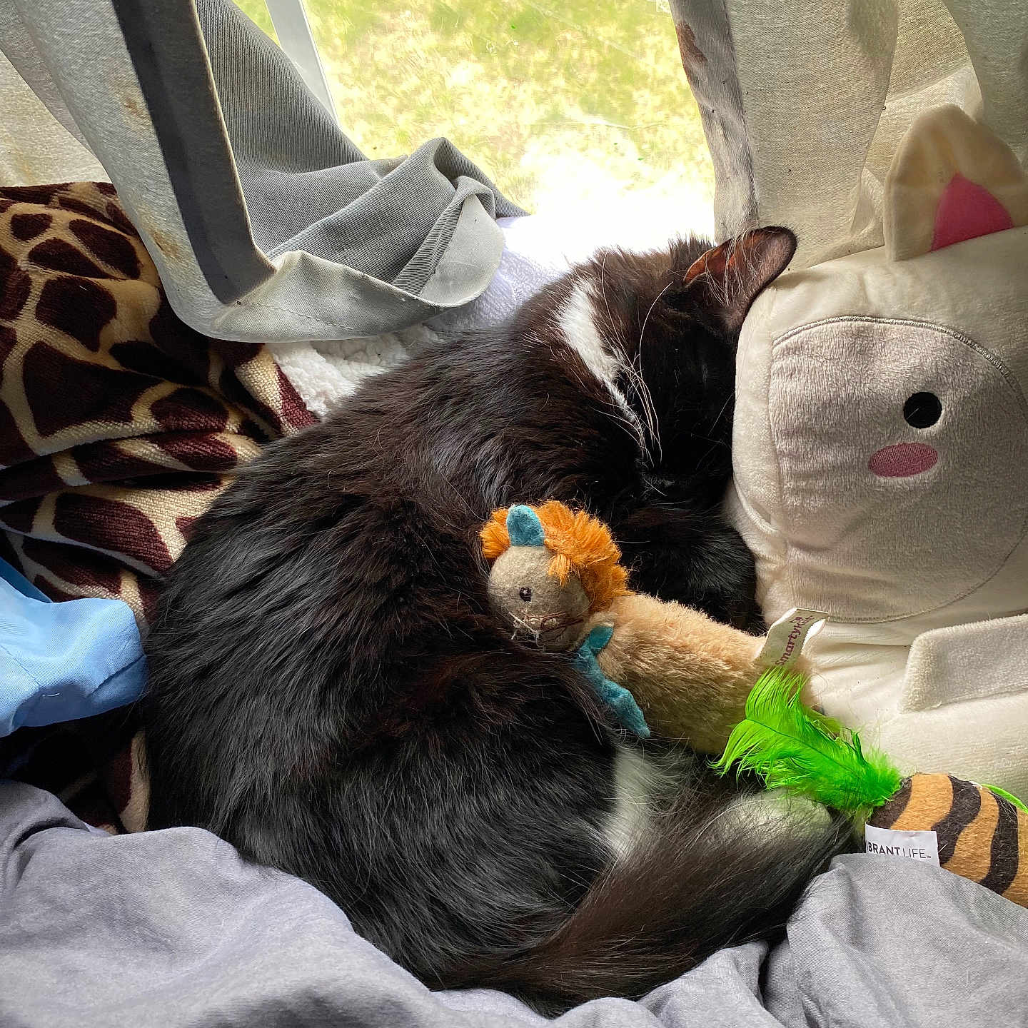 Kitty Document joined the competition — help win amazing prizes! animal, black_cat, blanket, cat, comfort, cozy, curled_up, curtain, fur, home, indoor, pet, plush_pillow, resting, sleeping, soft, stuffed_toy, sunlight, tail, window