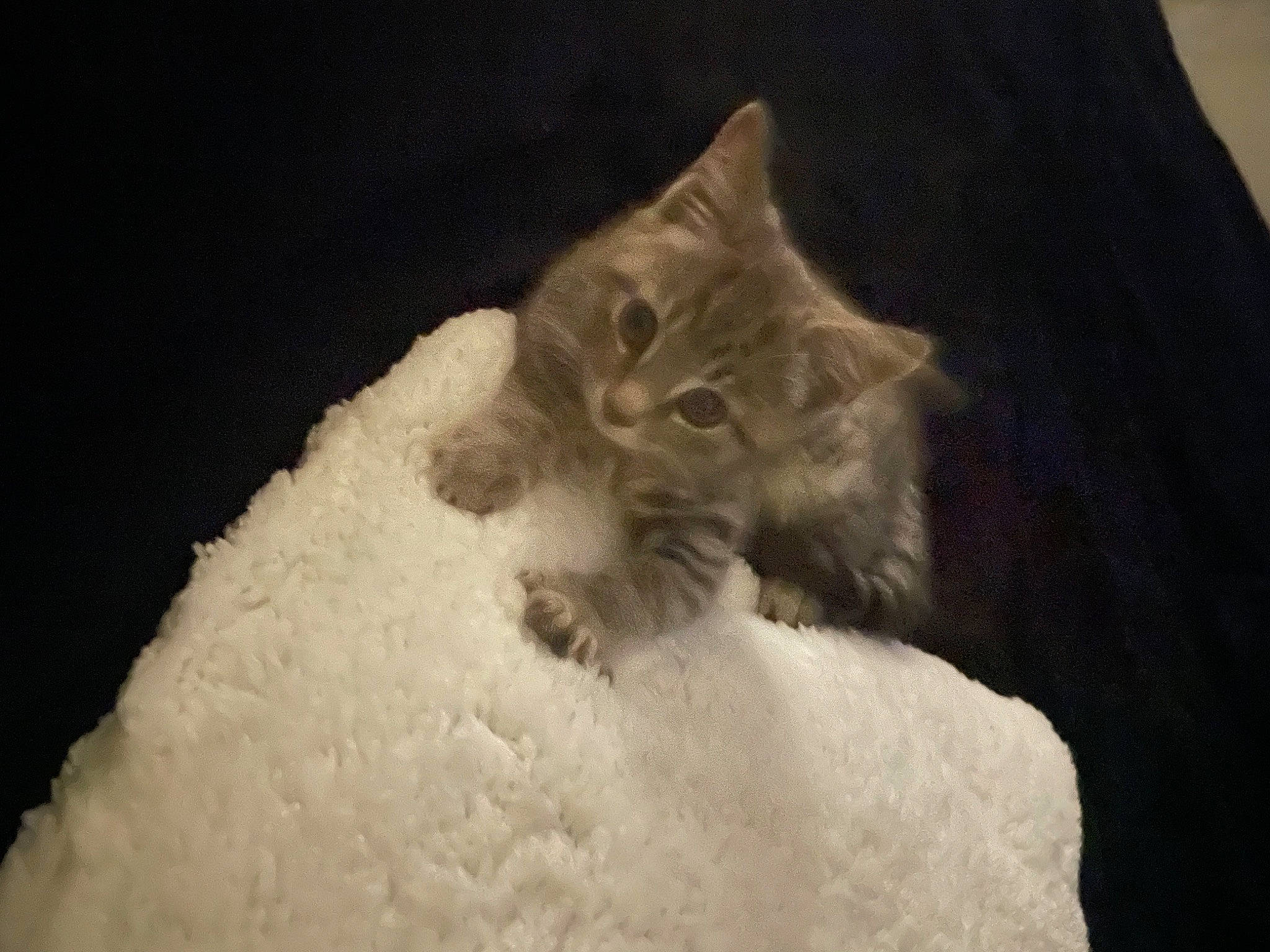 Chlow is registered to the contest to win money with this photo: carnivore, cat, comfort, darkness, domestic_short_haired_cat, fawn, felidae, fur, grey, paw, small_to_medium_sized_cats, snout, tail, terrestrial_animal, whiskers