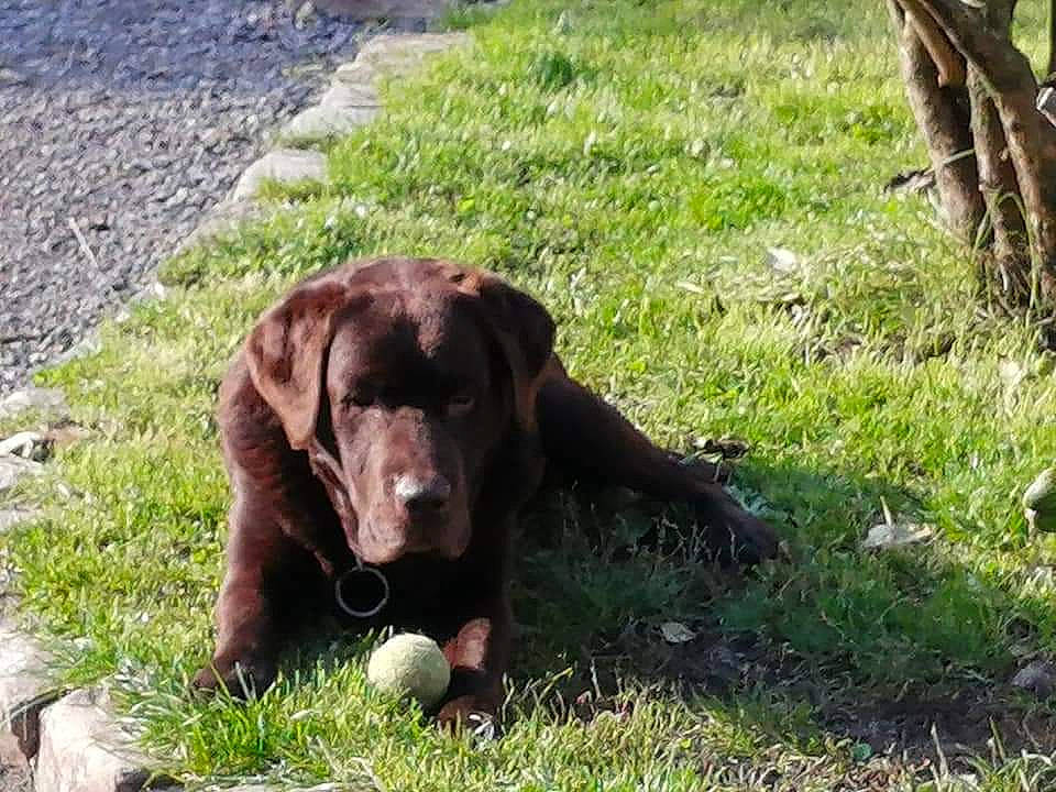 Hako a rejoint le concours — aidez-le/la à gagner de superbes lots ! ball, canidae, carnivore, companion_dog, dog, dog_breed, dog_collar, fawn, grass, groundcover, gun_dog, liver, plant, pointing_breed, retriever, snout, sporting_group, tail, terrestrial_animal, working_animal