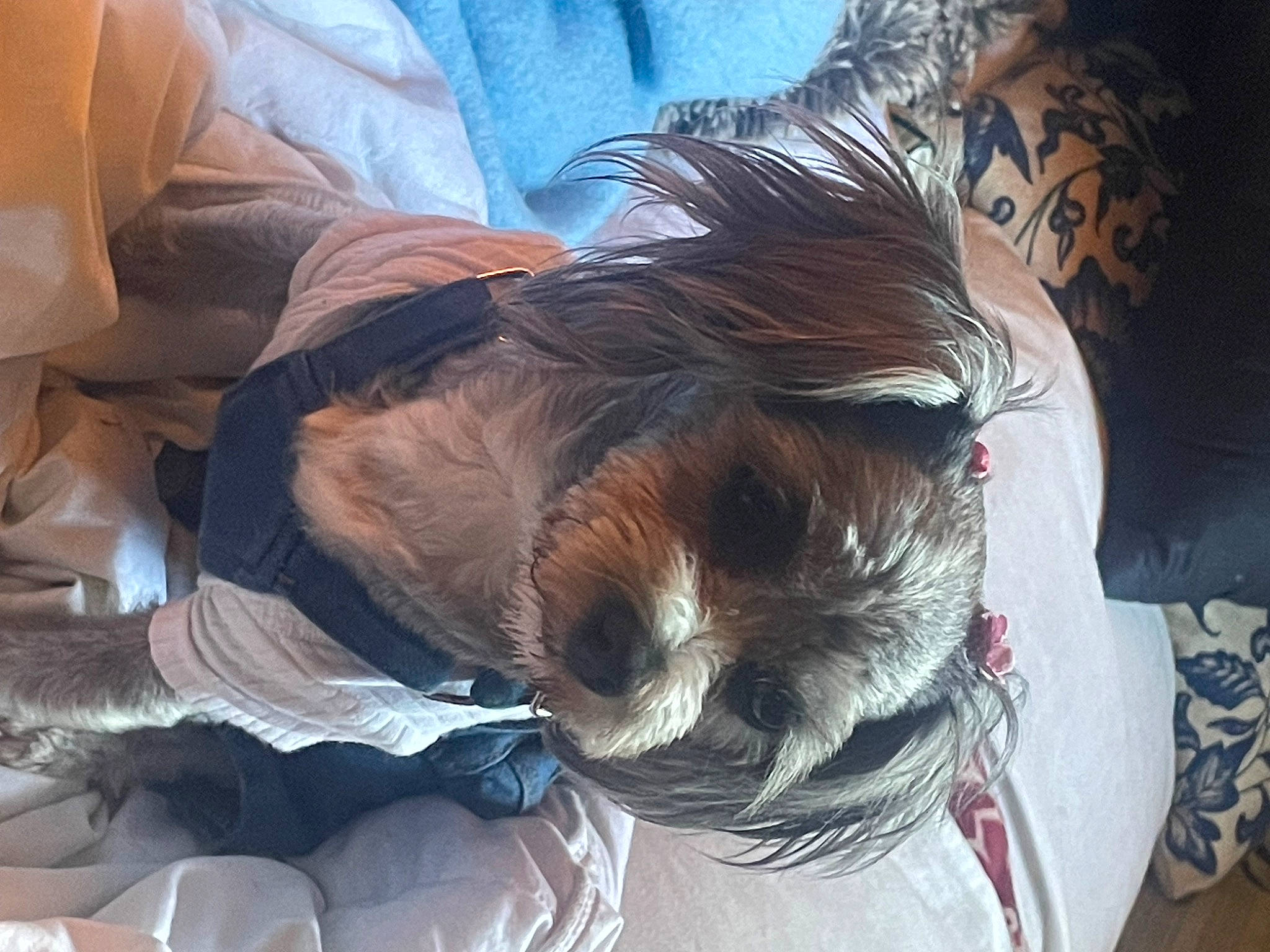 Penelope is registered to the contest to win money with this photo: canidae, carnivore, comfort, companion_dog, dog, dog_breed, dog_clothes, dress, eye, eyewear, fawn, fur, liver, personal_protective_equipment, small_terrier, snout, sporting_group, sunglasses, terrier, toy_dog