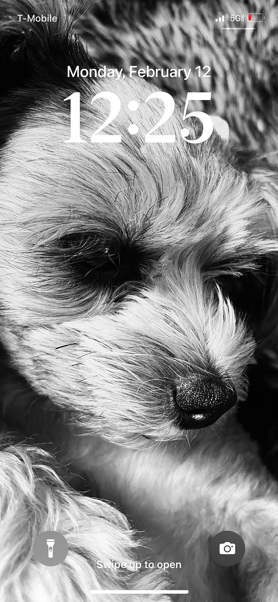 Penelope joined the competition — help win amazing prizes! canidae, carnivore, close_up, companion_dog, dog, dog_breed, eye, fur, monochrome, monochrome_photography, puppy_love, small_terrier, snout, sporting_group, style, terrier, toy, toy_dog, whiskers, working_animal