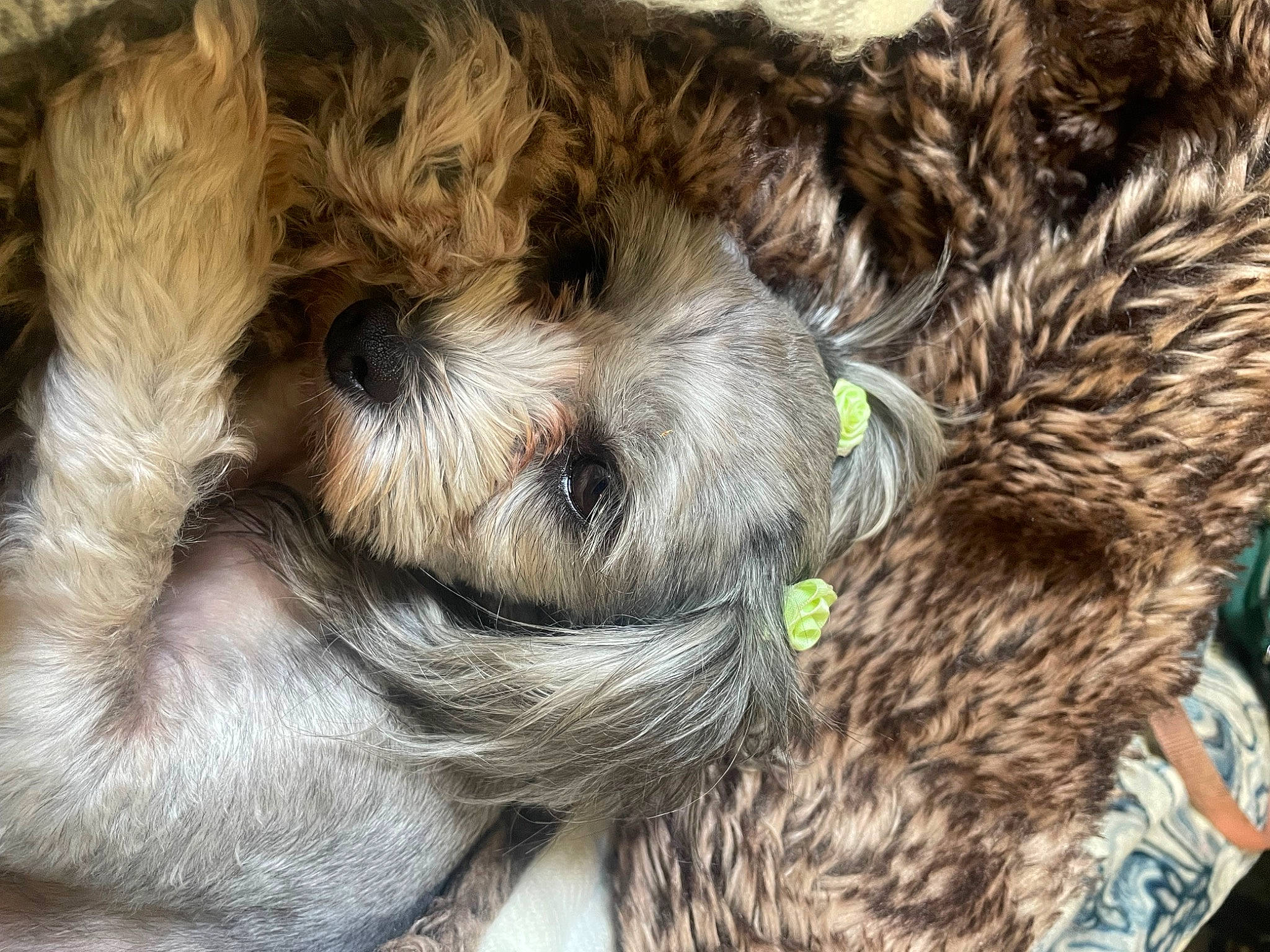 Penelope is registered to the contest to win money with this photo: canidae, carnivore, claw, companion_dog, dog, dog_breed, fawn, fur, liver, paw, puppy, puppy_love, small_terrier, snout, sporting_group, tail, terrestrial_animal, terrier, toy_dog, working_terrier