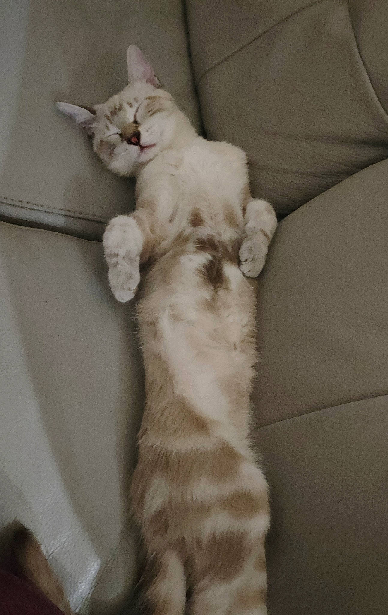 Charly participe au concours pour gagner de l'argent avec cette photo : carnivore, cat, claw, comfort, domestic_short_haired_cat, fawn, felidae, fur, grey, linens, paw, small_to_medium_sized_cats, snout, tail, whiskers, wood