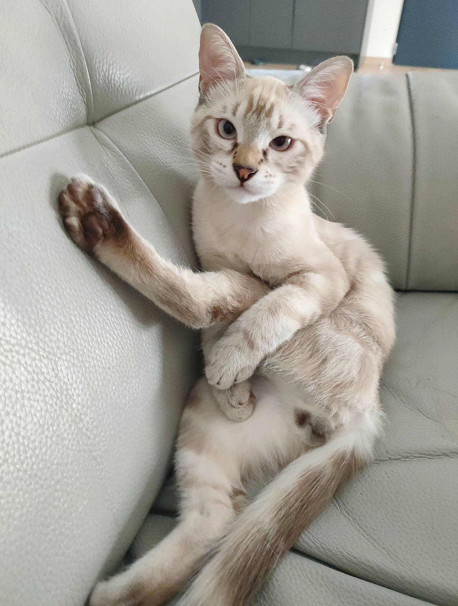 Charly a rejoint le concours — aidez-le/la à gagner de superbes lots ! carnivore, cat, cat_supply, claw, comfort, couch, domestic_short_haired_cat, fawn, felidae, foot, fur, paw, sitting, small_to_medium_sized_cats, snout, tail, whiskers