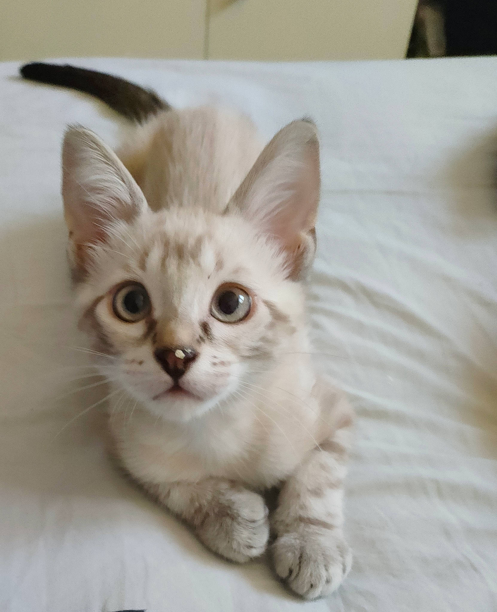 Charly participe au concours pour gagner de l'argent avec cette photo : carnivore, cat, comfort, domestic_short_haired_cat, ear, fawn, felidae, fur, paw, small_to_medium_sized_cats, snout, tail, whiskers, window