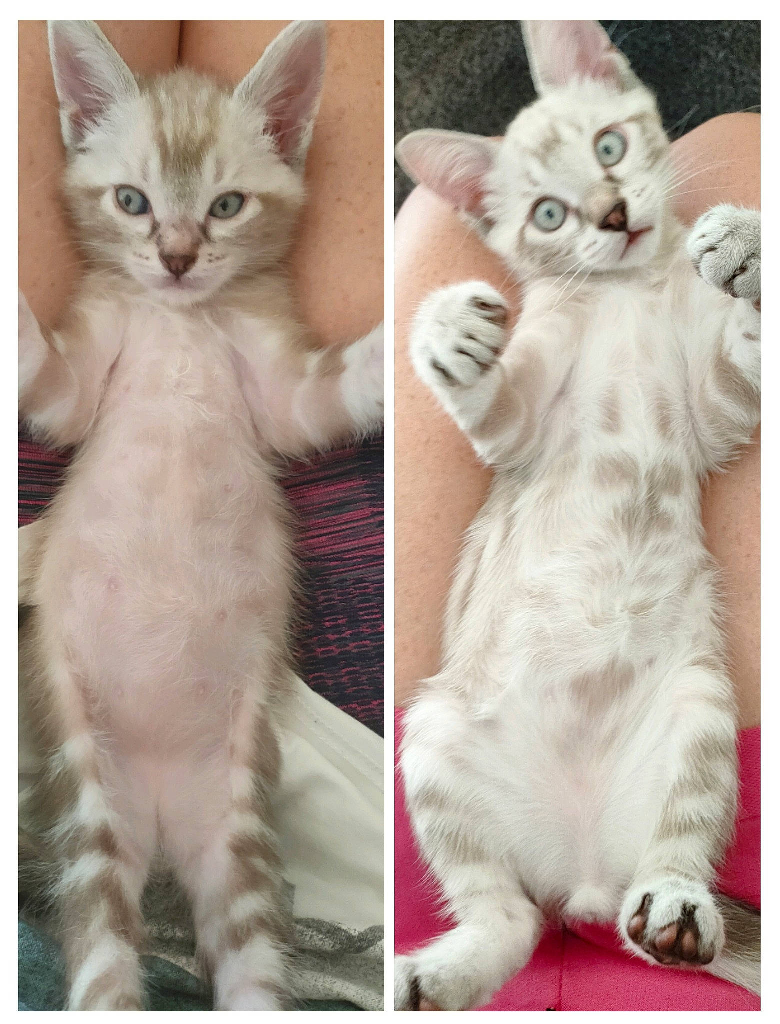 Charly participe au concours pour gagner de l'argent avec cette photo : art, carnivore, cat, fawn, felidae, fur, organism, pattern, paw, photo_caption, small_to_medium_sized_cats, tail, whiskers, white