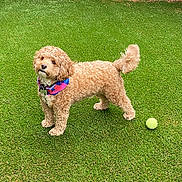 Teddy joined the competition — help win amazing prizes! dog, curly_fur, bandana, tennis_ball, grass, lawn, pet, outdoor, fence, playful, canine, animal, brown_dog, fluffy, alert, collar, garden, summer, cute, friendly