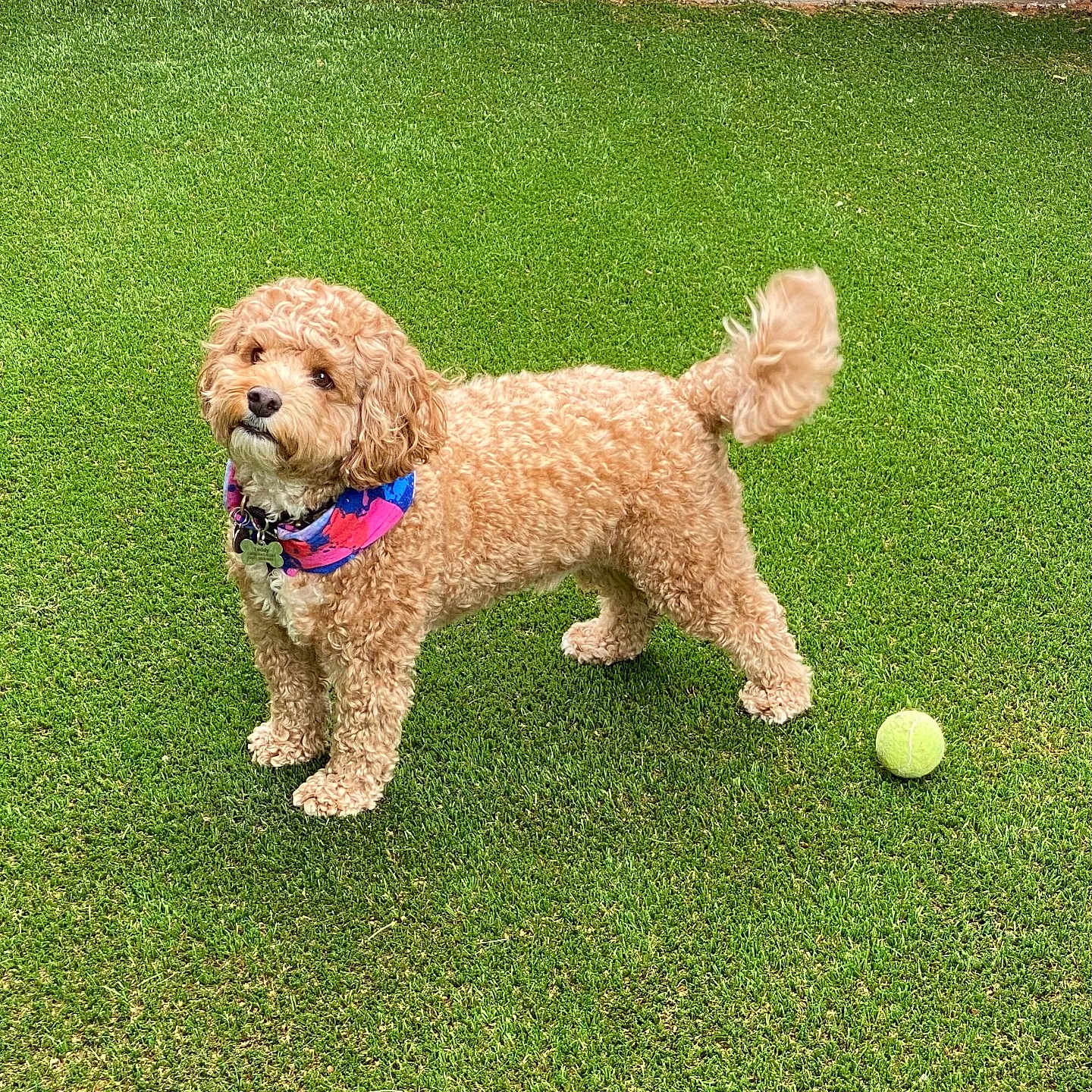 Teddy joined the competition — help win amazing prizes! alert, animal, bandana, brown_dog, canine, collar, curly_fur, cute, dog, fence, fluffy, friendly, garden, grass, lawn, outdoor, pet, playful, summer, tennis_ball