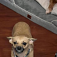 Tako joined the competition — help win amazing prizes! bared_teeth, blanket, brown_coat, chihuahua, close_up, collar, dog, dog_bed, expression, flash_photography, furniture, hardwood_floor, home, indoor, paw, pet, pillow, small_dog, snarling, toy