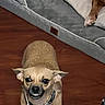 bared_teeth, blanket, brown_coat, chihuahua, close_up, collar, dog, dog_bed, expression, flash_photography, furniture, hardwood_floor, home, indoor, paw, pet, pillow, small_dog, snarling, toy