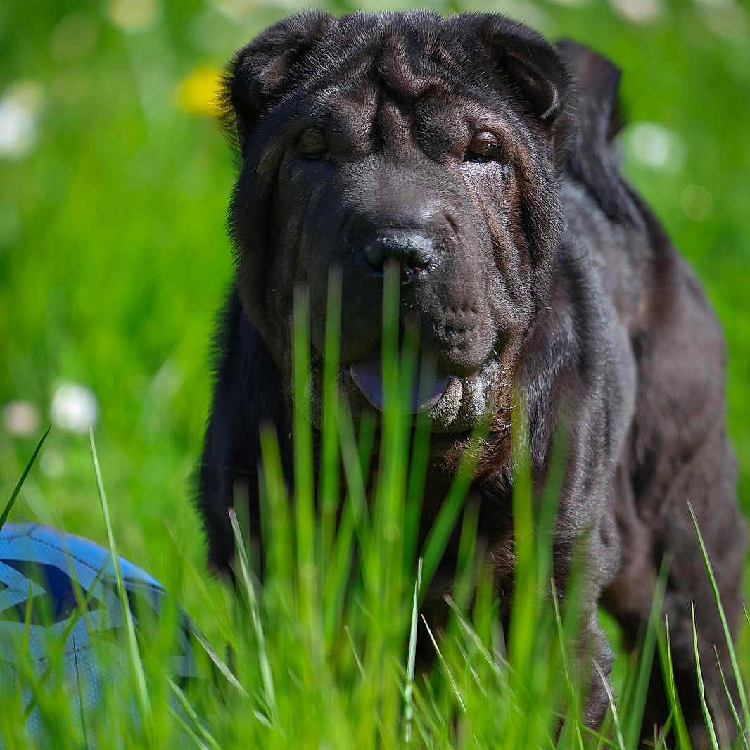 Venom a rejoint le concours — aidez-le/la à gagner de superbes lots ! animal, ball, bulldog, canine, dog, field, football, grass, grassland, lawn, nature, outdoors, pet, pitbull, plant, pug, puppy, soccer, soccerball, sport