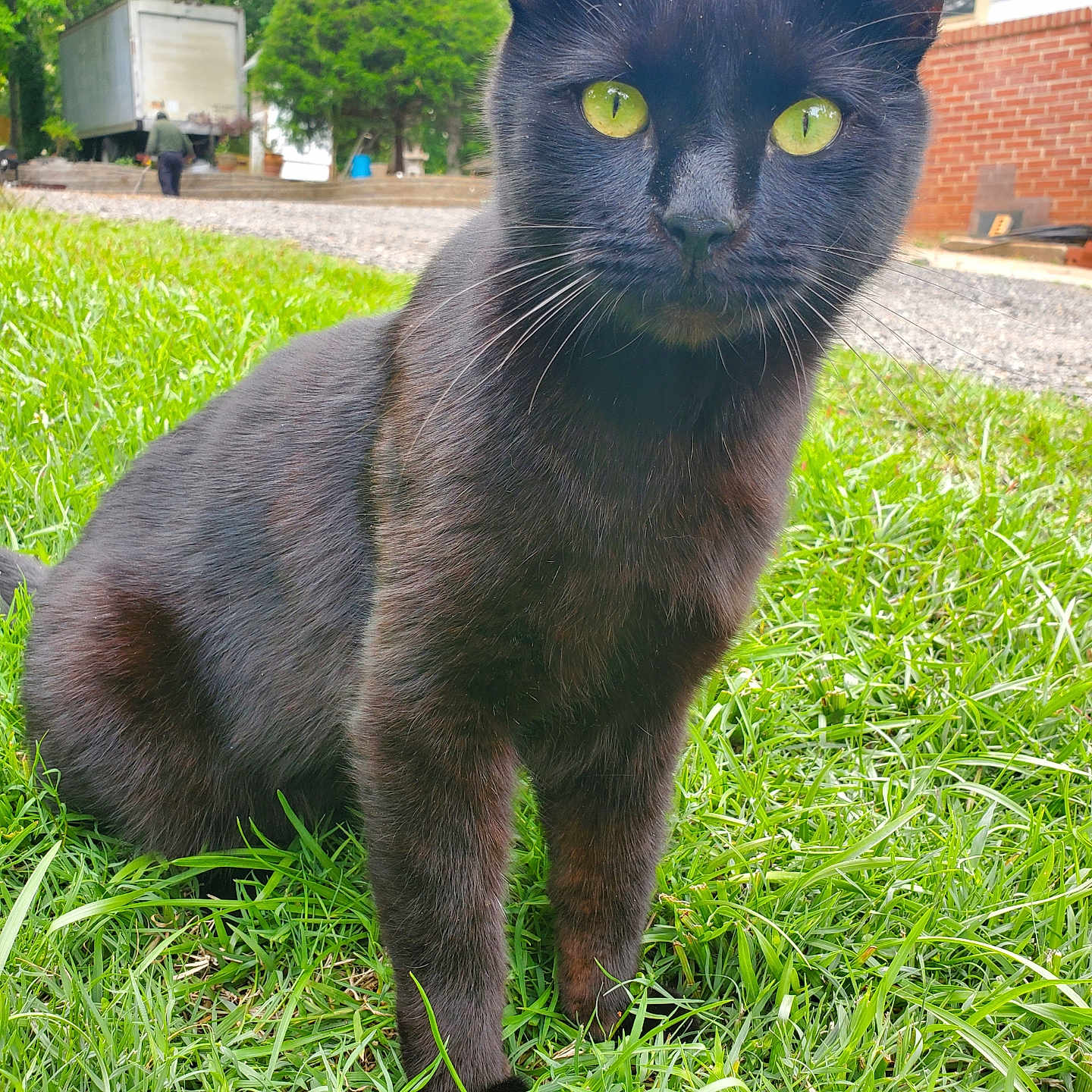 Puck joined the competition — help win amazing prizes! animal, black_cat, cat, closeup, daylight, ears, feline, fur, grass, green_eyes, house, mammal, nature, outdoor, person, pet, portrait, sitting, truck, whiskers
