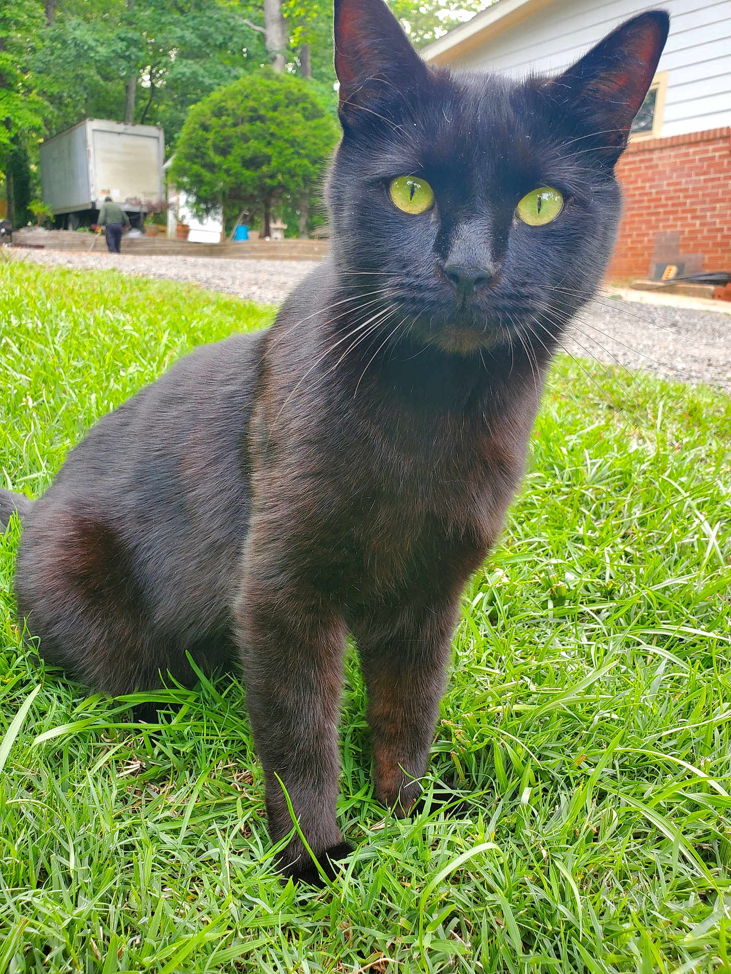 Puck joined the competition — help win amazing prizes! animal, black_cat, cat, closeup, daylight, ears, feline, fur, grass, green_eyes, house, mammal, nature, outdoor, person, pet, portrait, sitting, truck, whiskers