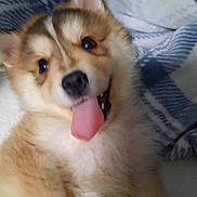 Willie is registered to the contest to win money with this photo: bed, blanket, close_up, collar, cute, dog, ears, eyes, fluffy, fur, happy, human_hand, indoors, lying_down, nose, pet, puppy, smile, tongue_out, wristwatch