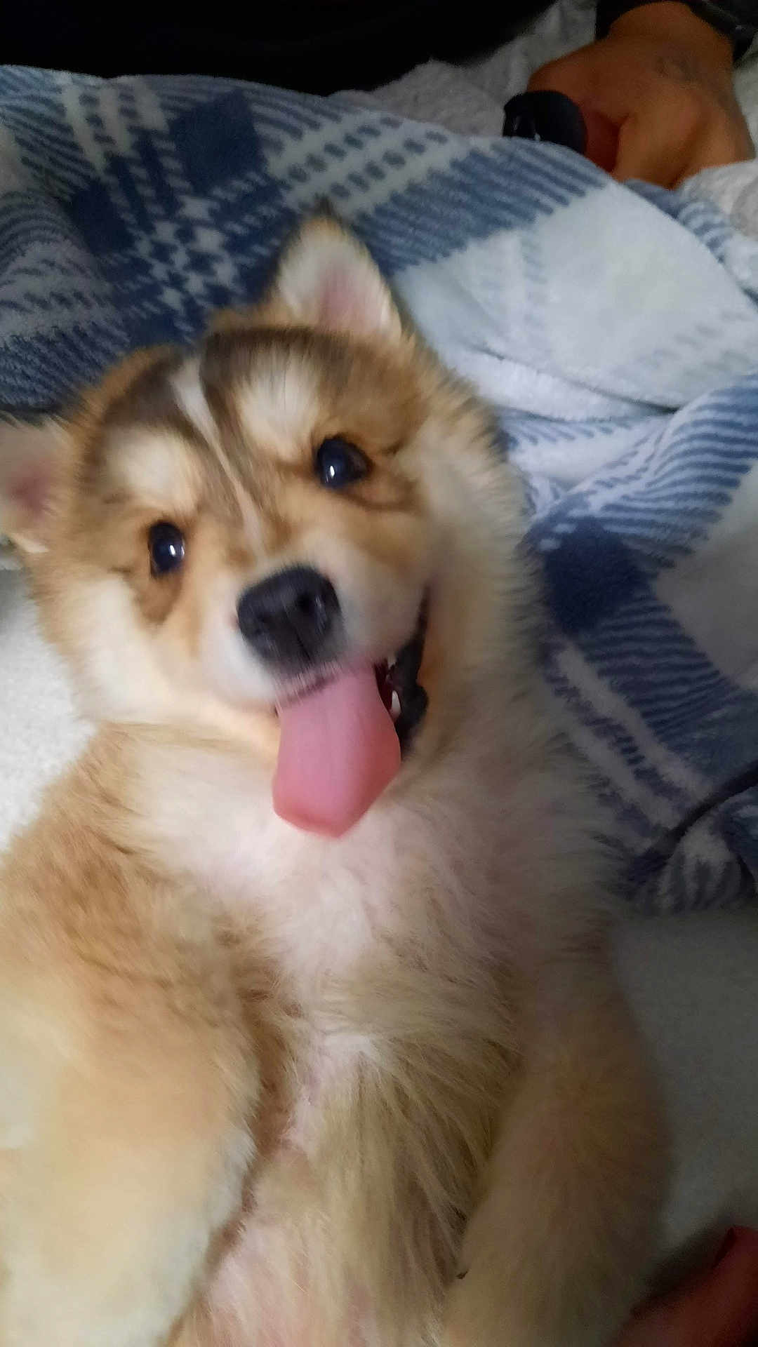 Willie is registered to the contest to win money with this photo: bed, blanket, close_up, collar, cute, dog, ears, eyes, fluffy, fur, happy, human_hand, indoors, lying_down, nose, pet, puppy, smile, tongue_out, wristwatch