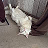 Chad a rejoint le concours — aidez-le/la à gagner de superbes lots ! cat, white_cat, fluffy, long_hair, upside_down, lying_down, carpet, indoors, home, curtain, furniture, cozy, pet, animal, blue_eyes, green_eyes, pink_nose, paws_up, playful, portrait