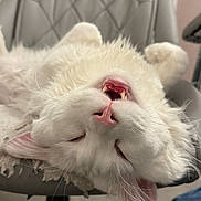 Chad participe au concours pour gagner de l'argent avec cette photo : cat, white_cat, fluffy, fur, whiskers, pink_nose, fang, open_mouth, upside_down, playful, sleepy, office_chair, indoor, home, portrait, close_up, pet, animal, funny_pose, sitting