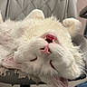 cat, white_cat, fluffy, fur, whiskers, pink_nose, fang, open_mouth, upside_down, playful, sleepy, office_chair, indoor, home, portrait, close_up, pet, animal, funny_pose, sitting