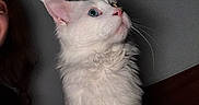 Chad a rejoint le concours — aidez-le/la à gagner de superbes lots ! cat, white_cat, fluffy, long_hair, pet, animal, portrait, close_up, looking_up, green_eye, blue_eye, pink_nose, whiskers, ears, fur, indoors, home, dark_background, human, photobomb