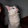 cat, white_cat, fluffy, long_hair, pet, animal, portrait, close_up, looking_up, green_eye, blue_eye, pink_nose, whiskers, ears, fur, indoors, home, dark_background, human, photobomb