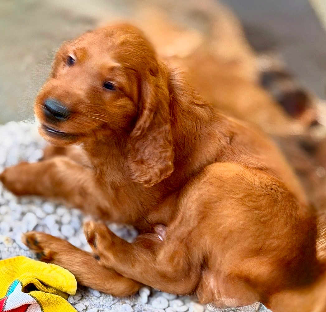 Ares participe au concours pour gagner de l'argent avec cette photo : puppy, dog, brown, blurred, lying_down, stones, towel, pet, young, fur, indoor, closeup, cute, animal, resting, soft, small, background_blur, playful, domestic