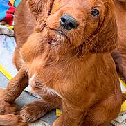 Ares a rejoint le concours — aidez-le/la à gagner de superbes lots ! puppy, dog, golden_retriever, cute, pet, animal, fur, young, indoor, blanket, looking, eyes, nose, ears, sitting, closeup, adorable, companion, friend, playful