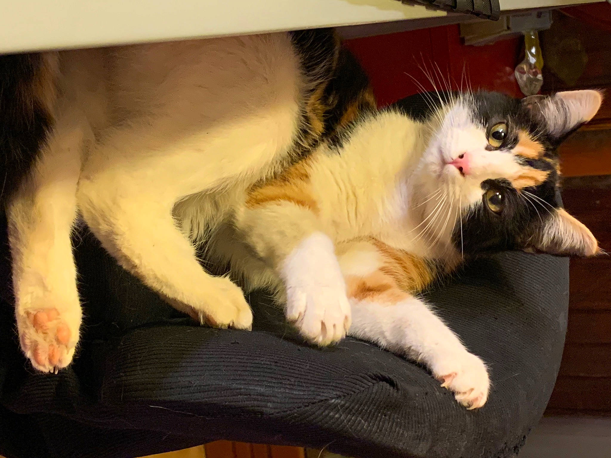 Ketty a rejoint le concours — aidez-le/la à gagner de superbes lots ! canidae, carnivore, cat, claw, comfort, companion_dog, domestic_short_haired_cat, felidae, foot, fur, human_leg, lap, nap, paw, plant, small_to_medium_sized_cats, snout, tail, whiskers