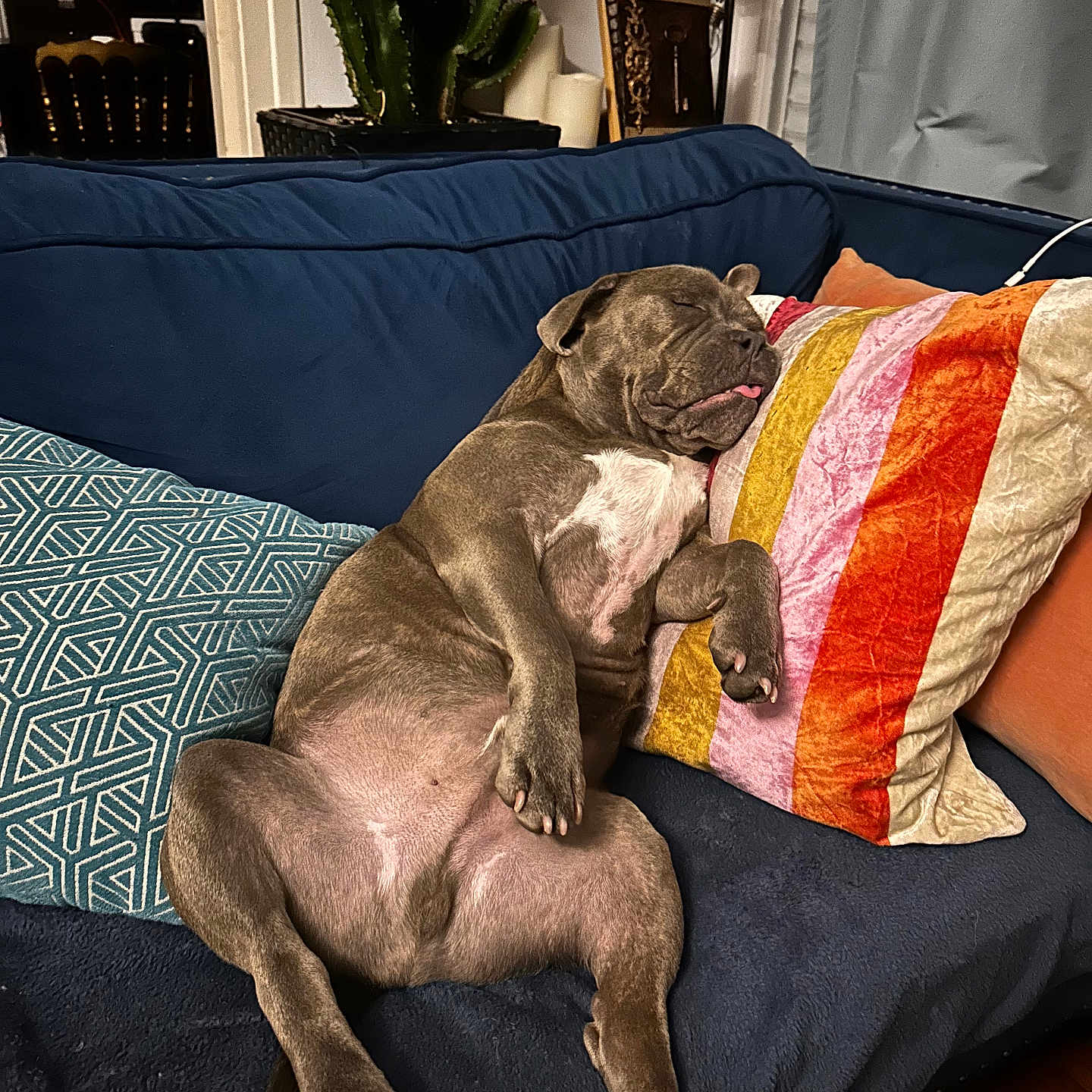 Ulysse participe au concours pour gagner de l'argent avec cette photo : animal, architecture, building, bulldog, canine, chair, couch, cushion, dog, dogbed, frenchbulldog, furniture, homedecor, indoors, interiordesign, pet, pillow, pitbull, plant, puppy