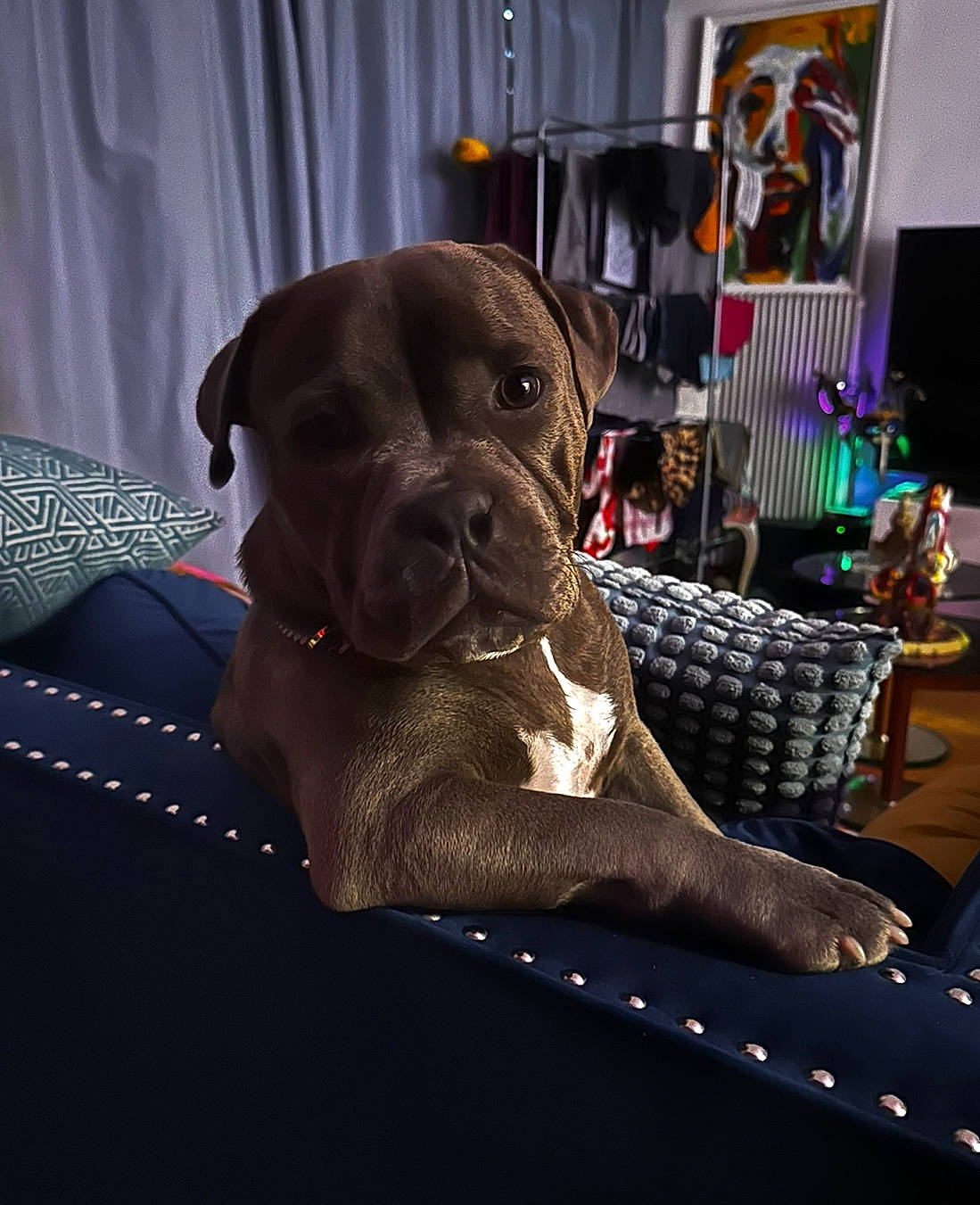 Ulysse a rejoint le concours — aidez-le/la à gagner de superbes lots ! animal, architecture, building, bulldog, canine, couch, dog, face, furniture, head, hound, indoors, labradorretriever, livingroom, person, pet, pitbull, pointer, puppy, room