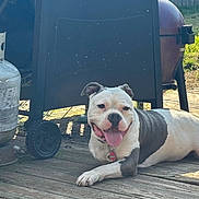 Tatar joined the competition — help win amazing prizes! animal, black_and_white, canine, collar, deck, dog, domestic_animal, grass, grill, happy, lying_down, metal, outdoor, pet, propane_tank, resting, summer, sunlight, tongue_out, wooden_floor